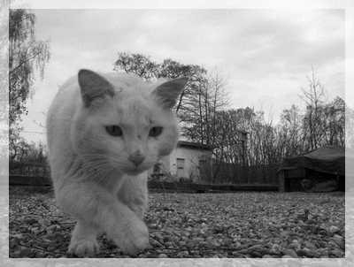 immobilier annonces petites annonce